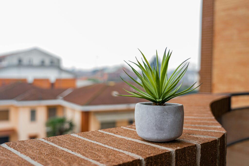 Vibrant succulent in a pot on a balcony ledge overlooking urban rooftops.